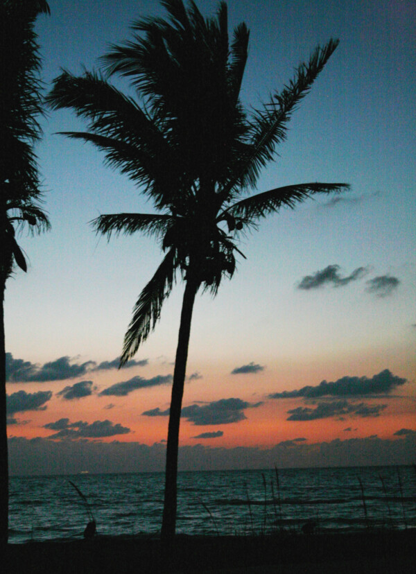 Palm tree with sunrise