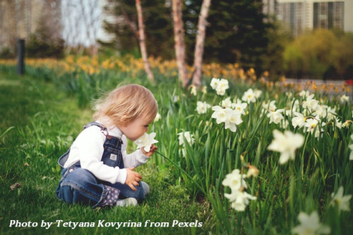 Toddler smelling flower