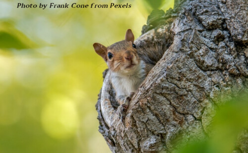 squirrel in hole on tree