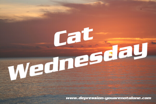 the words cat wednesday over ocean sunrise (copyrighted)