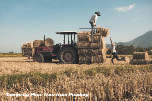 farmers loading hay bales on tractor