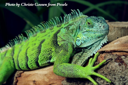 green iguana