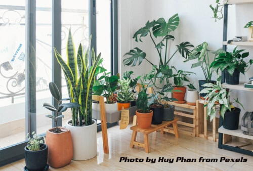 houseplants