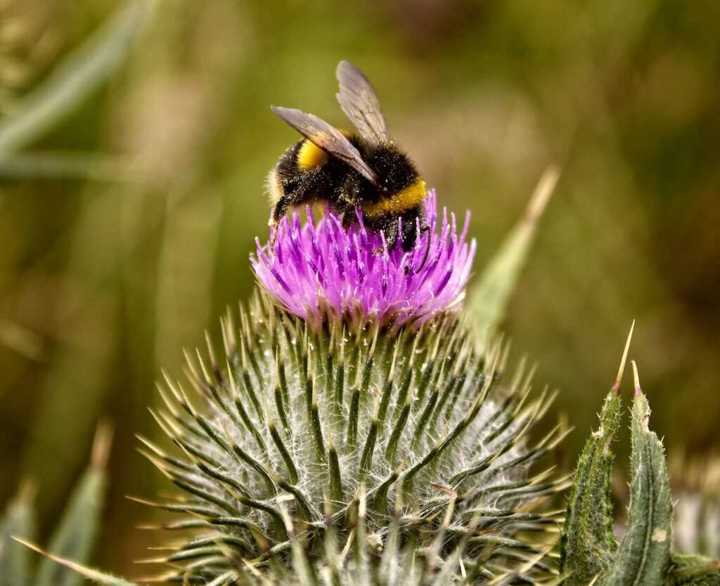 honey bee on flower