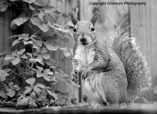 squirel looking at photographer