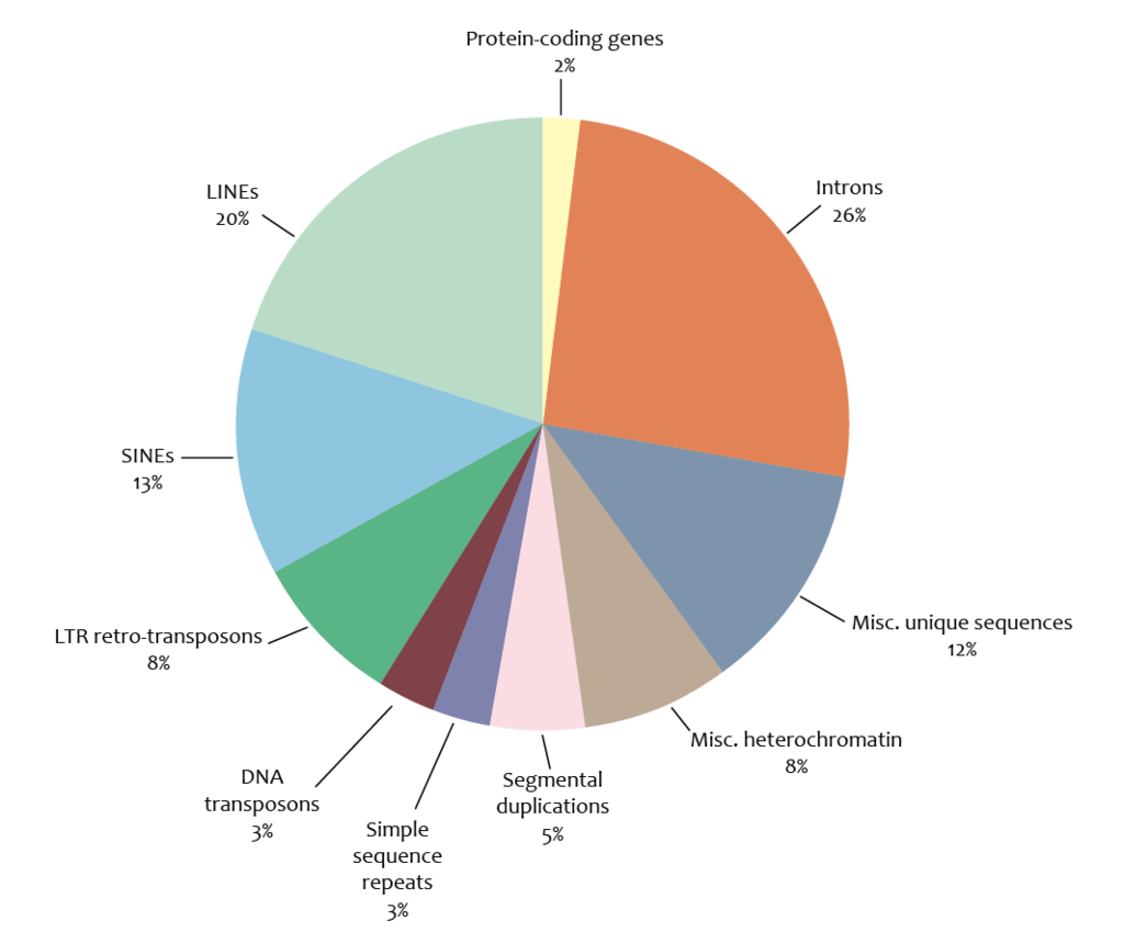 Components of human genome