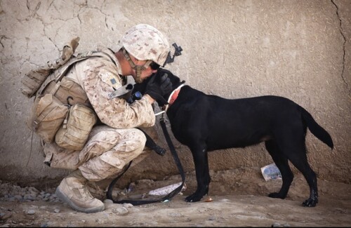 soldier with dog