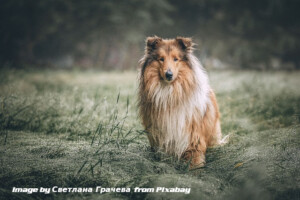 Collie dog