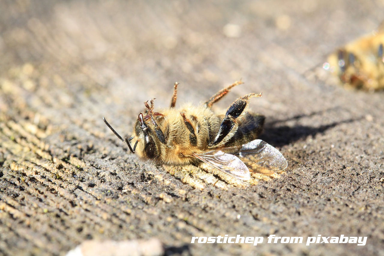 dead honeybee