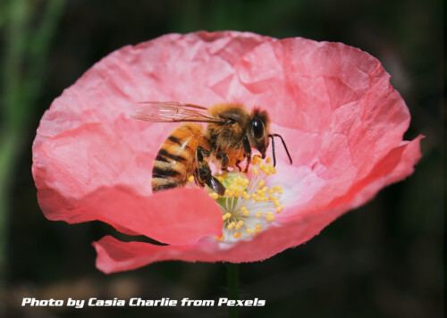 bumblebee on flower