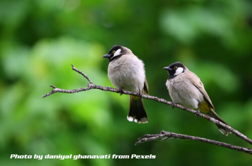 two birds on a branch