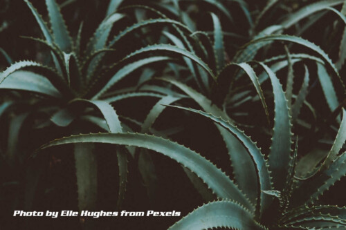 aloe plants