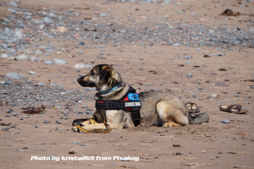 servicedog on beach