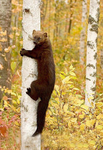 fisher cat on tree