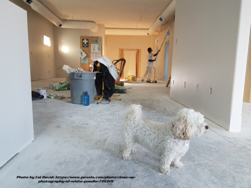 white poodele at home remodeling