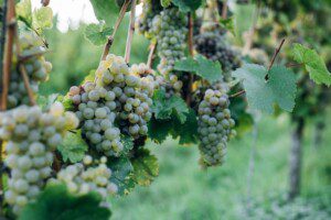 green grapes on vine