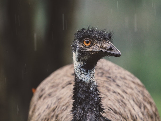 an emu
