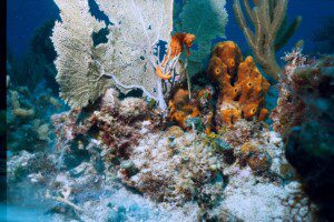 seahorse in fish tank