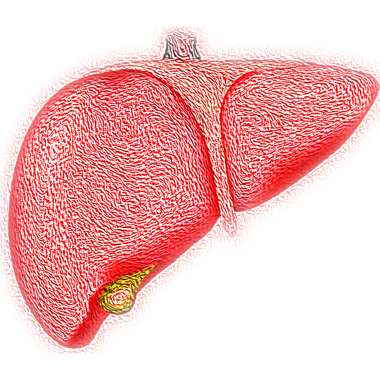 The liver