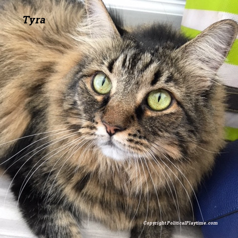 a cat named Tyra